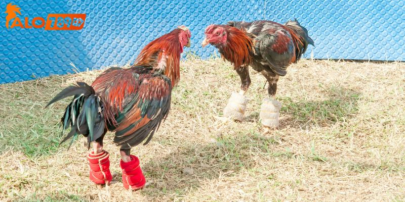 Đá gà trực tiếp hấp dẫn thu hút nhiều người chơi theo dõi