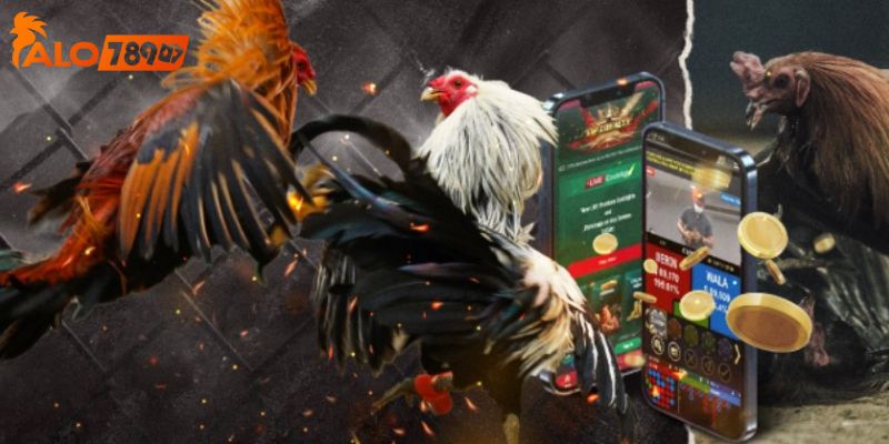 Nhà cái đá gà hàng đầu châu Á